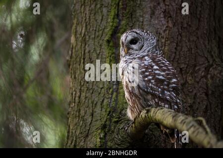 Barred Owl (Strix varia) Erwachsene, die in Tree, King County, Washington, USA ausruhen. Mai Stockfoto