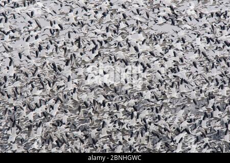 Schneeggänse (Chen caerulescens) riesige Herde, die während der Migration ein landwirtschaftliches Feld verlässt, Montezuma NWR, New York, USA, März Stockfoto