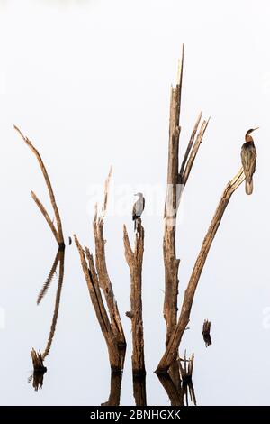 Darters (Anhinga melanogaster) und kleine Kormorane (Phalacrocorax niger) sitzen auf einem toten Baum in einem See, Ranthambore National Park, Rajasthan, Ind Stockfoto
