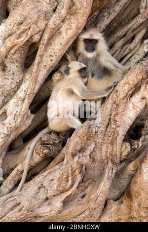 Hanuman / Northern Plains Grey Langur (Semnopithecus entellus) Mutter und Junge sitzen auf dem Stamm eines Banyan-Baumes, Ranthambore National Park, Raja Stockfoto