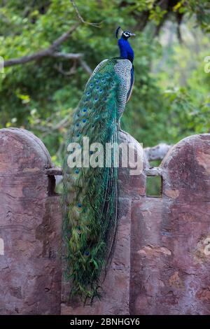 Männlicher Pfau (Pavo cristatus) sitzt auf Fort Wand, Ranthambore National Park, Rajasthan, Indien Stockfoto