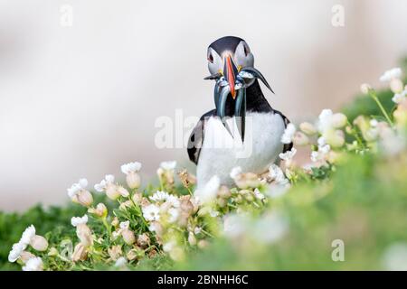 Puffin (Fratercula arctica) mit Sandaalen im Schnabel, Great Saltee, Saltee Islands, County Wexford, Irland, Juni. Stockfoto