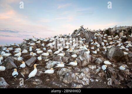 Basstölpel (Morus bassanus) Ansicht der riesigen Kolonie bei Great Saltee, Saltee Islands, County Wexford, Irland, Juni Stockfoto