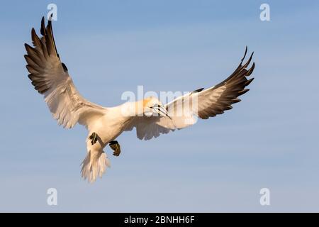 Gannet (Morus bassanus) kommt in die Kolonie, Great Saltee, Saltee Islands, County Wexford, Irland, Juni Stockfoto