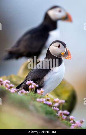 Papageientaucher (Fratercula arctica) auf einem Kliff mit blühendem Seestreifen (Armeria maritima) Great Saltee, Saltee Islands, County Wexford, Ireland, June Stockfoto