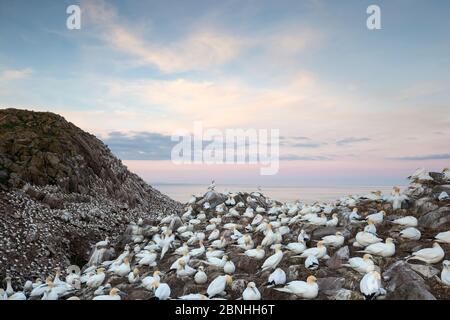 Basstölpel (Morus bassanus) Ansicht der riesigen Kolonie bei Great Saltee, Saltee Islands, County Wexford, Irland, Juni Stockfoto