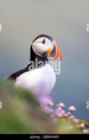 Puffin (Fratercula arctica) auf einem Kliff mit blühenden Meerestift (Armeria maritima) Great Saltee, Saltee Islands, County Wexford, Ireland, June Stockfoto