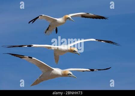 Gannet (Morus bassanus) drei Basstölpel im FlugeGreat Saltee, Saltee Islands County Wexford Irland Juni. Stockfoto