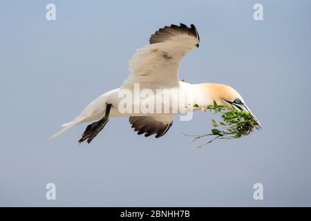 Gannet (Morus bassanus) Männchen im Flug mit Nistmaterial im Schnabel, Teil der Balz in der Brutzeit, großer Saltee, Saltee Inseln, Grafschaft W Stockfoto