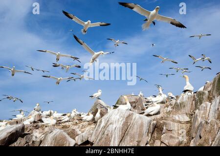 Gannet (Morus bassanus) Kolonie mit einigen Nistplätzen und anderen im Flug über dem Kopf, Great Saltee, Saltee Islands, County Wexford, IrlandJuni Stockfoto