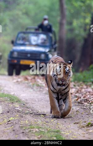 Bengalen Tiger (Panthera tigris) männlich zu Fuß auf Waldweg von Touristen in Jeep, Kanha Nationalpark, Madhya Pradesh, Indien gefolgt Stockfoto