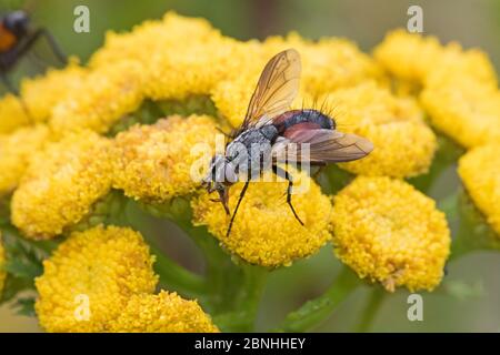 Parasitenfliege (Eriothrix rufomaculata) auf Tansy (Tanacetum) Brockley, Lewisham, London, Großbritannien. Juli. Stockfoto