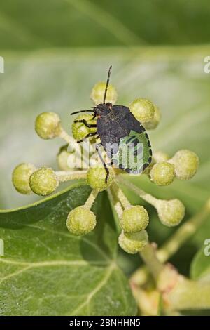 Grüne Schildbug (Palomena prasina) Nymphe füttern auf Ivy (Hedera Helix) Brockley, Lewisham, London UK September Stockfoto