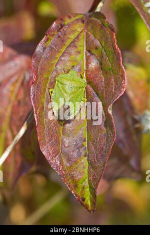 Grüner Schildbug (Palomena prasina) getarnt auf Herbstblatt, Brockley, Lewisham, London UK September Stockfoto