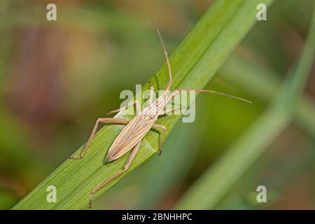 Capsid Bug (Stenodema laevigata) Brockley Cemetery, Lewisham, London, UK September Stockfoto