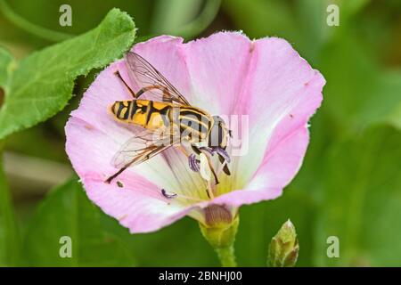 Schwebefliegen (Helophilus pendulus) Fütterung auf Feldbindekraut (Convolvulus arvensis) Brockley Cemetery, Lewisham, London UK August Stockfoto