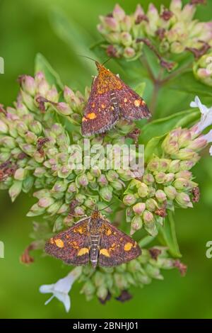 Lila und Gold Micro-Moths (Pyrausta purpuralis) auf Koriander, Brockley Cemetery, Lewisham, London UK August Stockfoto