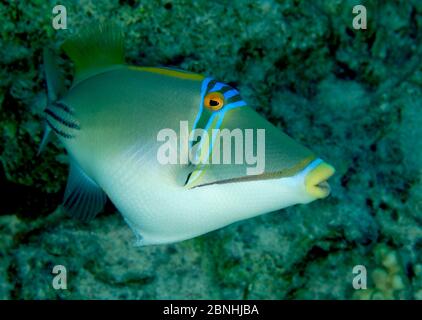 Picasso-Triggerfisch (Rhinecanthus aculeatus) im Roten Meer, Ägypten. Juli. Stockfoto