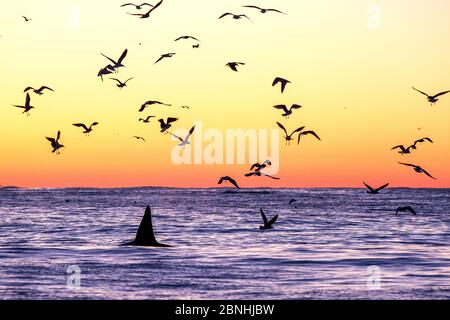 Killerwal (Orcinus Orca) Erwachsene Männchen, die in der Abenddämmerung von Vögeln umgeben, die für Heringe (Clupea harengus) links nach dem Füttern, Ande zu beobachten Stockfoto