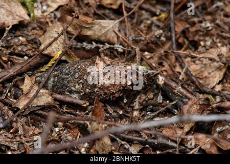 Geldbeutel Netzspinne (Atypus affinis) Oberseite des Geldbeutelnetzes über dem Boden, Surrey, England, Großbritannien, Juli Stockfoto