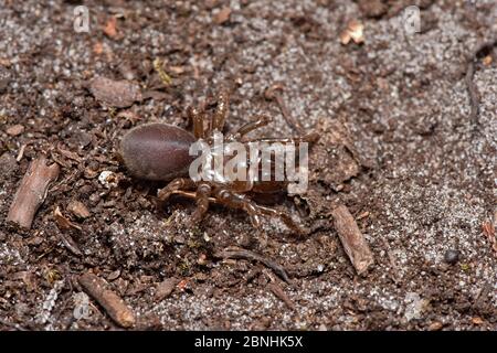 Geldbeutelnetzspinne (Atypus affinis) Erwachsene aus dem Tunnel entfernt, Surrey, England, Großbritannien, Juli Stockfoto