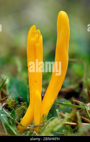 Aprikosenclubpilz (Clavulinopsis luteoalba) Hertfordshire, England, Großbritannien - November . Fokus gestapeltes Bild Stockfoto