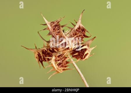 Kornbutterbecher (Ranunculus arvensis) Nahaufnahme des Samenkopfes, England, Großbritannien. Fokus gestapeltes Bild Stockfoto