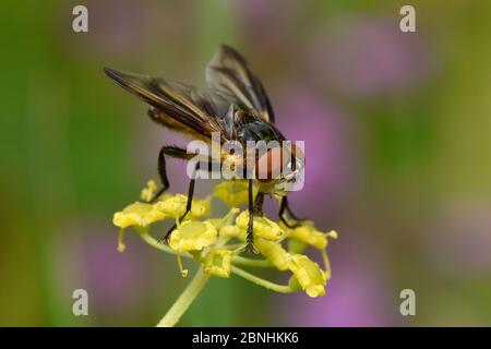 Tachnid Fly (Phasia hemiptera) Männchen Fütterung auf Blume von wildem Pastinaca sativa, Oxfordshire, England, UK, August Stockfoto