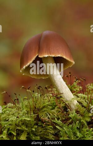 Tawny Grisette (Amanita fulva) wächst aus moosigen Bank auf Waldboden, Hertfordshire, England, Großbritannien, Oktober . Fokus gestapeltes Bild Stockfoto