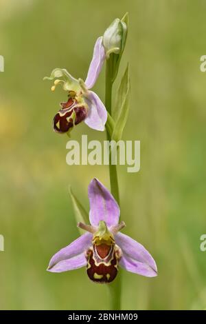 Bienenorchidee (Ophrys apifera) Blume zeigt Vorder-und Seitenansicht zusammen, Bedfordshire, England, Großbritannien, Juni . Fokus gestapeltes Bild Stockfoto