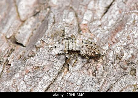 Zaunpfosten Spinne (Marpissa muscosa) Ansicht von oben, getarnt auf totem Holz, Hertfordshire, England, UK, August Stockfoto