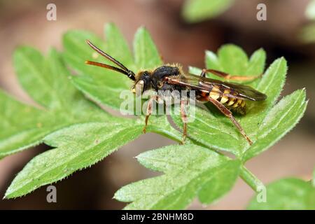 Kuckucksue / Nomadenbiene (Nomada flava) Kuckucksue, die ihre Eier in die Nester verschiedener Andrenbienen legt, Hertfordshire, England, Großbritannien, Mai Stockfoto