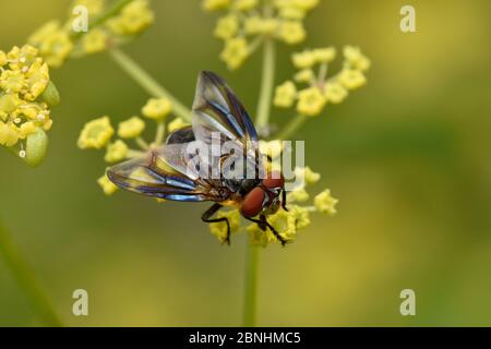 Tachnid Fly (Phasia hemiptera) Männchen Fütterung auf Blume von wildem Pastinak (pastinaca sativa), Oxfordshire, England, UK, August Stockfoto
