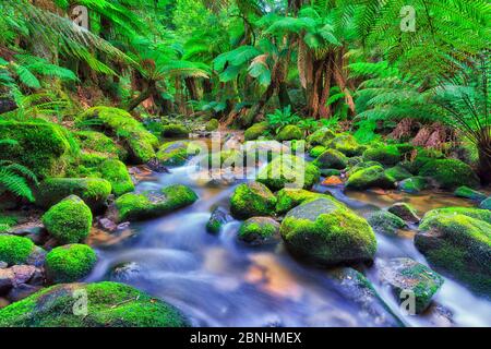 Üppige immergrüne Vegetation im Regenwald von Columba Creek, Tasmanien. Stockfoto