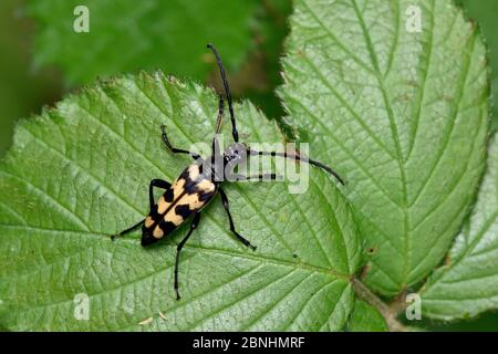 Langhornkäfer (Leptura quadrifasciata) auf Brombeblatt, Surrey, England, UK, Juni Stockfoto