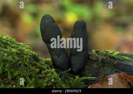 Finger des toten Mannes (Xylaria polymorpha) seltsame Pilze, die aus verrotteten Baumstämmen aufkleben, Buckinghamshire, England, Großbritannien, Oktober Stockfoto
