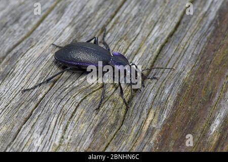 Violetter Erdkäfer (Carabus violaceus) auf altem Baumstamm, Hertfordshire, England, Großbritannien, August Stockfoto