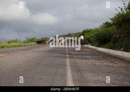 Assunto: Vaqueiro transporta gado por estrada no sertão do Ceará Daten: 06/05/13 Lokal: Pedra Branca/CE Stockfoto