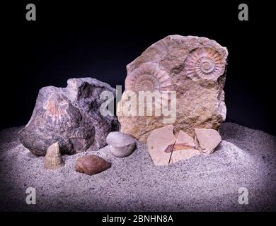 Eine Gruppe von Fossilien (Ammoniten, Schellen, Korallen, Fische) auf grauem Sand. Schwarzer Hintergrund Stockfoto