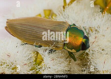 Jewel Beetle (Temognatha brucki) Fütterung von Melaleuca Blumen, Lake Cronin Nature Reserve, Weizen-Gürtel Region, Western Australia. Februar. Stockfoto