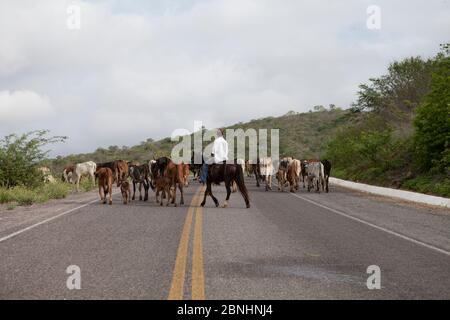 Assunto: Vaqueiro transporta gado por estrada no sertão do Ceará Daten: 06/05/13 Lokal: Pedra Branca/CE Stockfoto