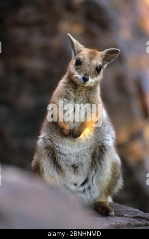 Wilkins Rock Wallaby (Petrogale wilkinsi) Litchfield National Park, Northern Territory, Australien. August. Stockfoto