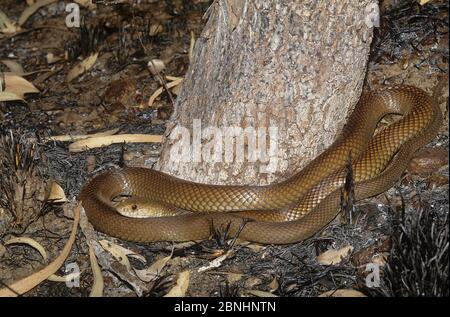 King Brown Snake (Pseudechis australis) King Leopold Range NP, Kimberley, Western Australia, Mai. Gefährlich giftige Arten. Stockfoto