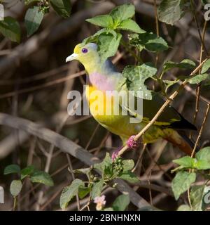 Orange-breasted Green Pigeon, (Treron bicinctus) thront in einem Busch, Uda Walawe National Park, Sri Lanka. Stockfoto