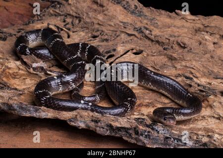Gewöhnliche Krait-Schlange (Bungarus caeruleus) Indien. Stockfoto