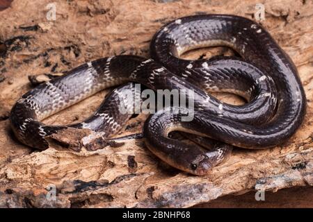 Gewöhnliche Krait-Schlange (Bungarus caeruleus) Indien. Stockfoto