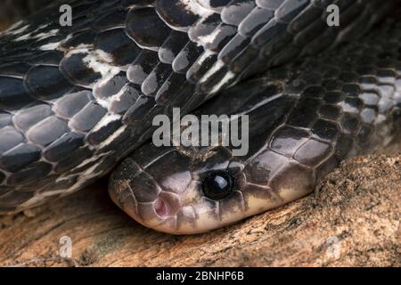 Gewöhnliche Krait-Schlange (Bungarus caeruleus) Indien. Stockfoto