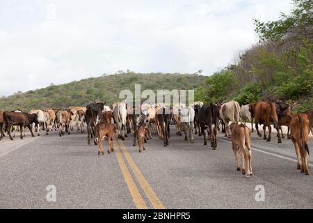 Assunto: Vaqueiro transporta gado por estrada no sertão do Ceará Daten: 06/05/13 Lokal: Pedra Branca/CE Stockfoto