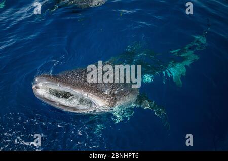 Der Walhai (Firma IPCON typus) nahe der Oberfläche, gesehen von oben, cenderawasih Bay, West Papua. Indonesien. Stockfoto