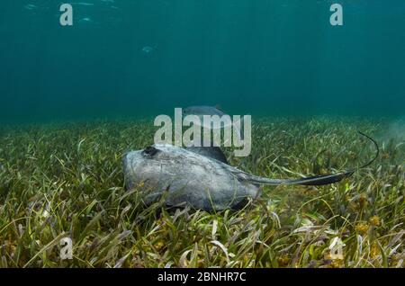 Südliche Stachelrochen (Hypanus americanus) und Barkenstecker (Caranx ruber) über Seegras, Belize Barrier Reef, Belize. Stockfoto